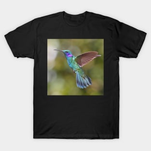 Green Violetear Hummingbird T-Shirt